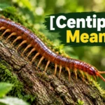 Centipede Meaning
