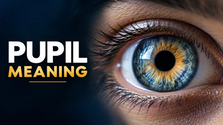 Pupil Meaning